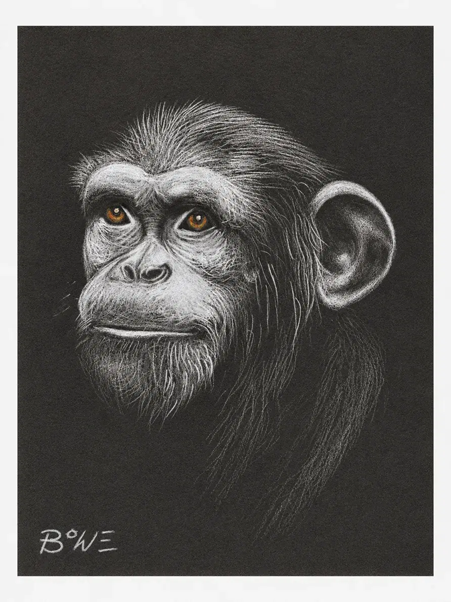 Original artwork by John D. Bowe — chimpanzee portrait